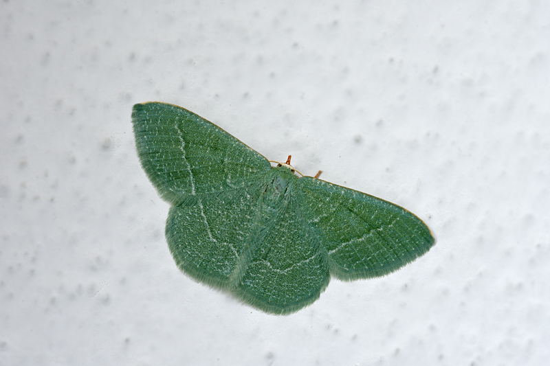 Un piccolo bruco - Phaiogramma etruscaria, Geometridae Geometrinae